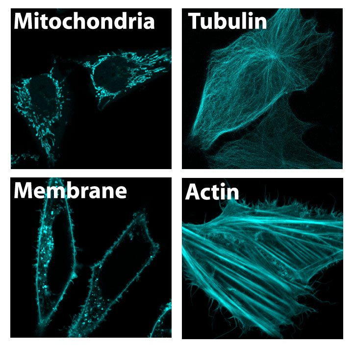 Subcellular localiztion fluorescent protein expression in cells